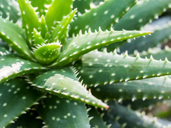 Forest Fern