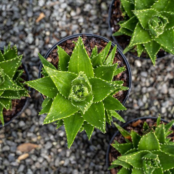 Forest Fern - Image 2