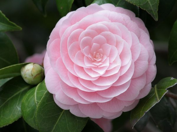 Blush Romance
