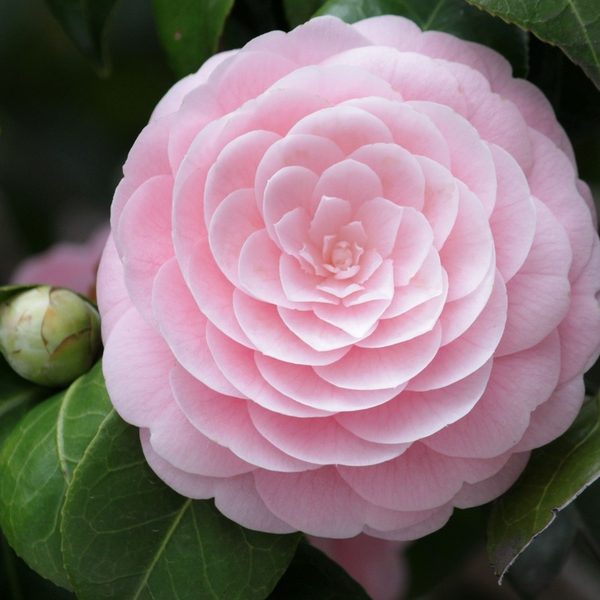 Blush Romance