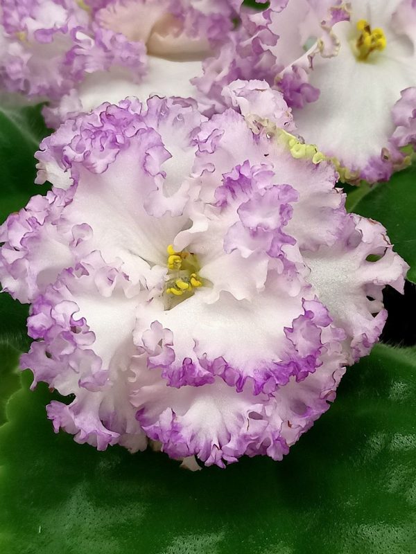 Tropical Splendor