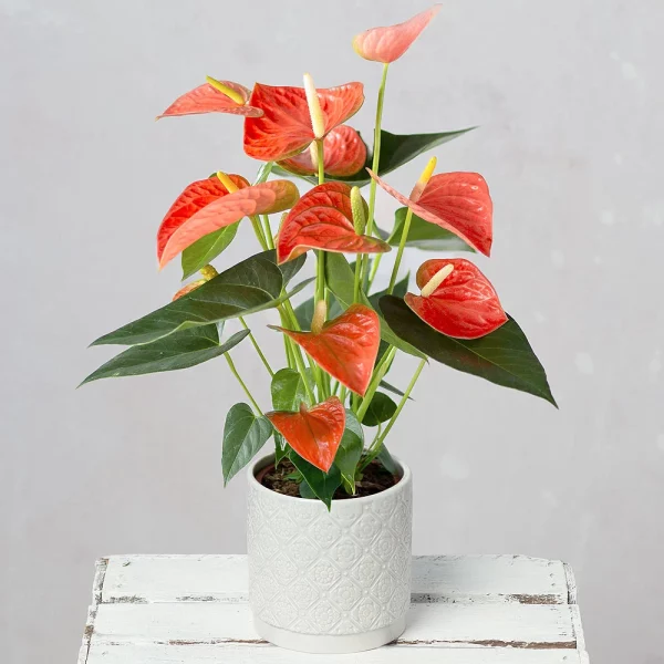 Tropical Tranquility - Image 2