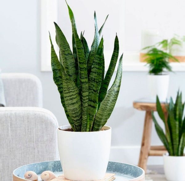Eternal Spring - Image 3